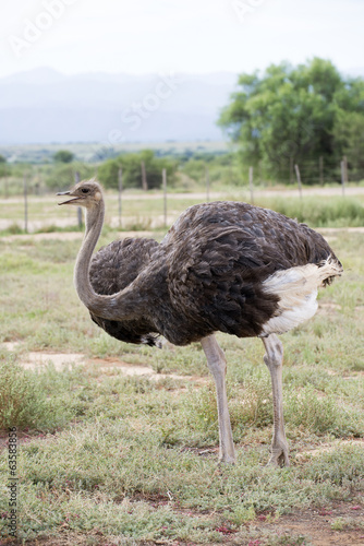 Female Ostrich on a farm in Oudtshoorn South Africa