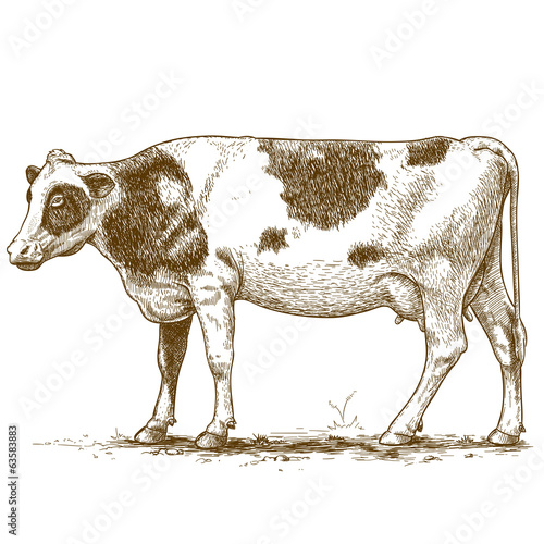 Canvas Print vector illustration of engraving cow