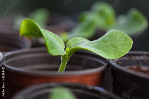 Pumpkin seedling in pot