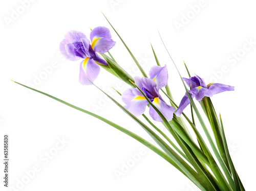 Fototapeta Naklejka Na Ścianę i Meble -  Beautiful iris flower isolated on white