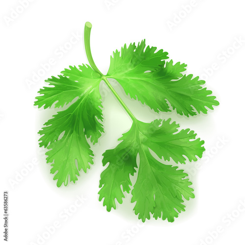 Fresh green leaves coriander, vector illustration