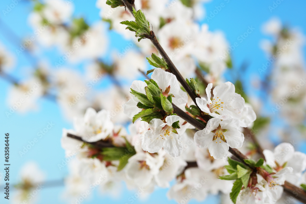 Beautiful blooming branches, close-up, on light background Beautiful blooming branches, close-up, on light background