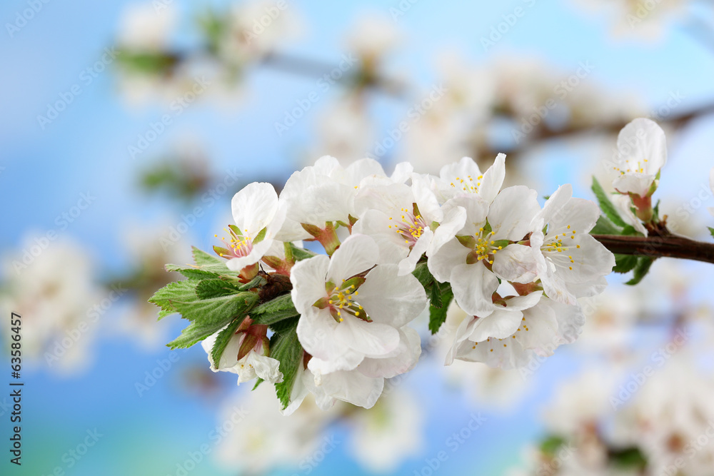 Obraz premium Beautiful blooming branches, close-up, on light background