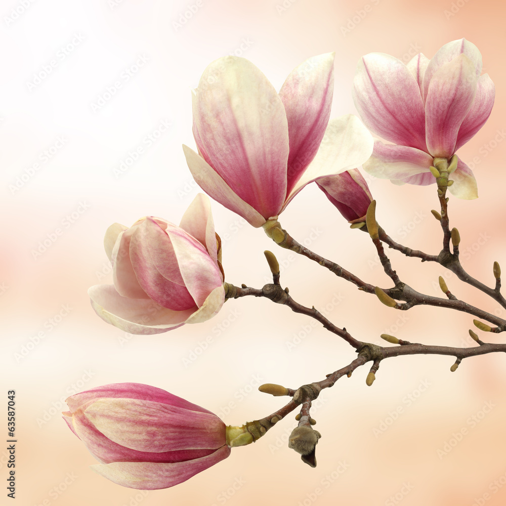 Fototapeta premium magnolia