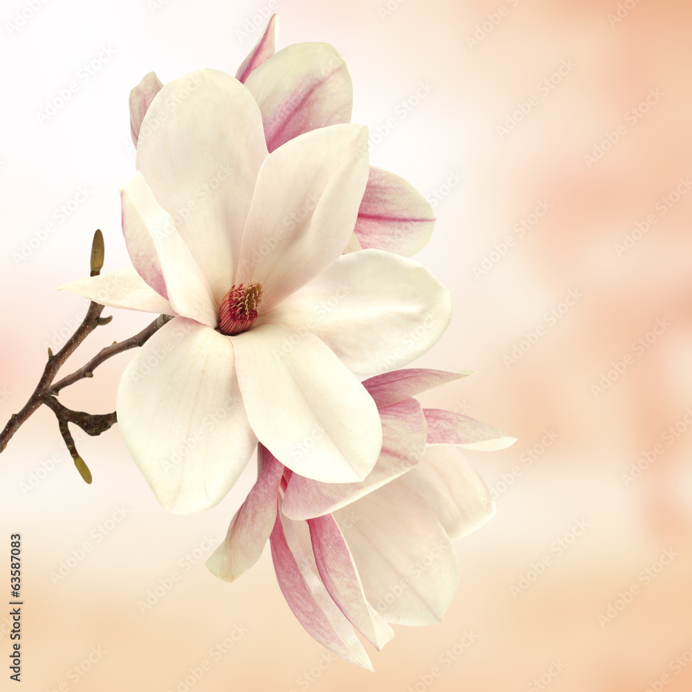 Fototapeta premium magnolia