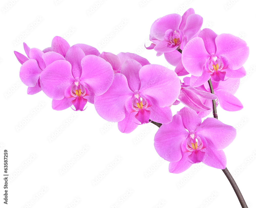 Phalaenopsis orchid Phalaenopsis orchid