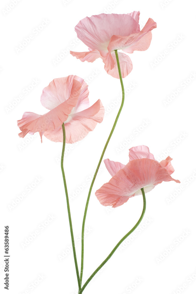 Fototapeta premium poppy