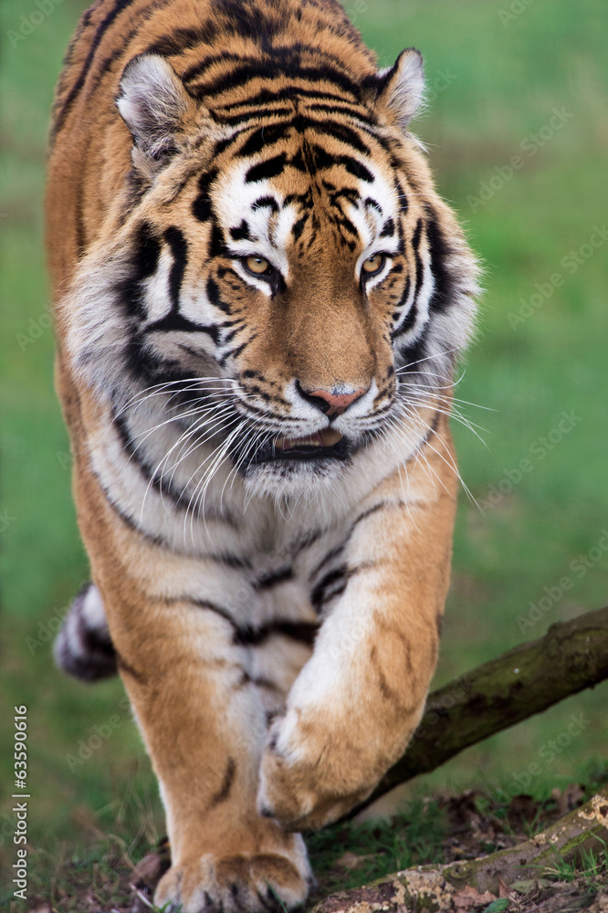Fototapeta premium Tygrys Syberyjski (Panthera Tigris Altaica)