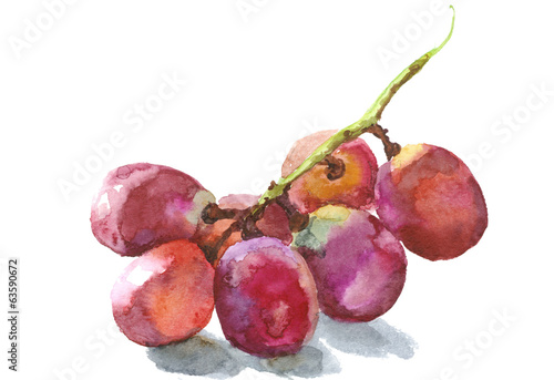 grape vine, watercolor sketch