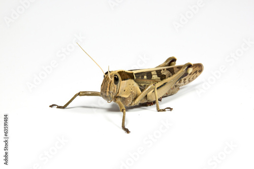 Left Side View of Patterned Grasshopper on White