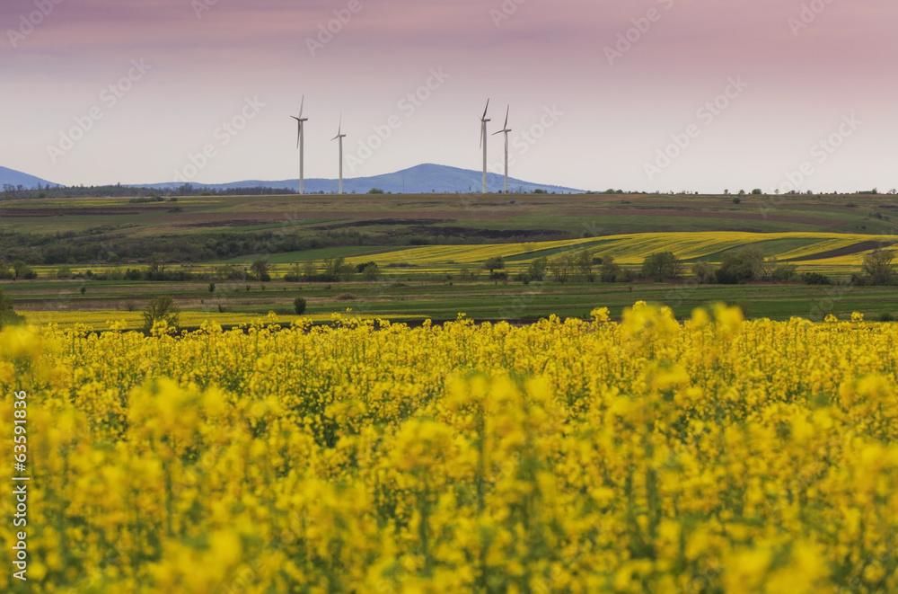 Wind turbines and canola fields in spring Wind turbines and canola fields in spring