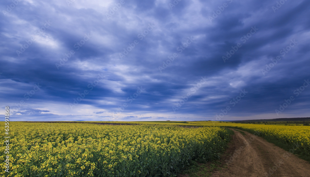 Canola fields in remote rural area, profiled on stormy sky Canola fields in remote rural area, profiled on stormy sky