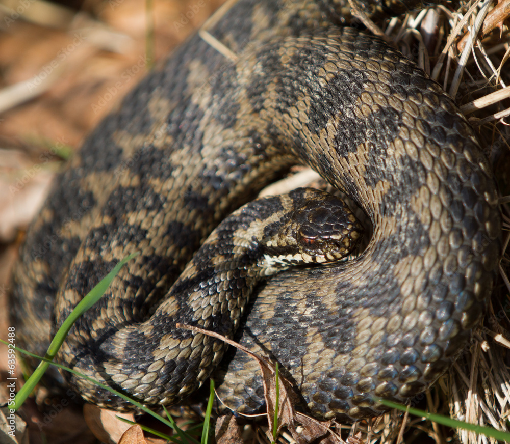 Coiled Adder Snake Coiled Adder Snake