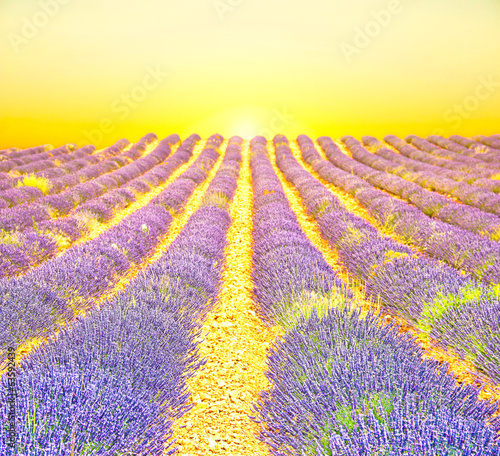 Sunrise in a lavender field