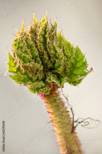 Junger Trieb des Mammutblatts / Young shoot of Gunnera manicata photo