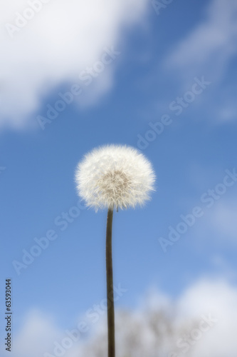 Wallpaper Mural Dandelion Torontodigital.ca