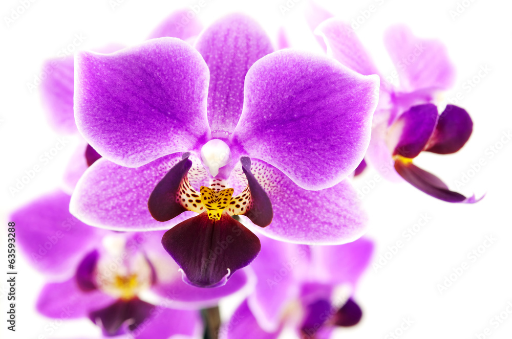 Fototapeta premium Pink Orchid branch (macro photo)