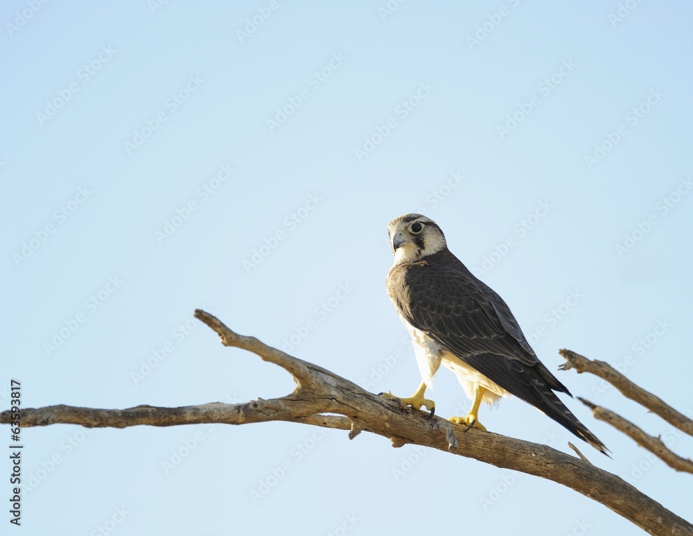 Lanner falco (Falco biarmicus) hunting from perch