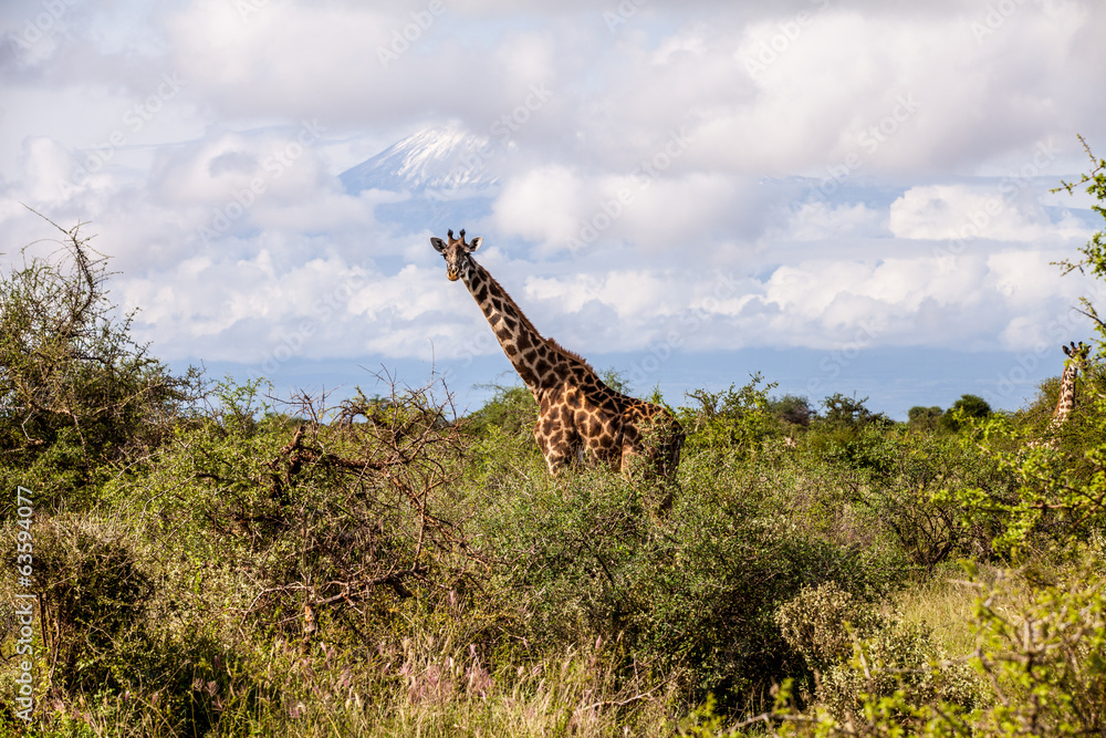 Fototapeta premium Giraffe unter dem Kilimandscharo