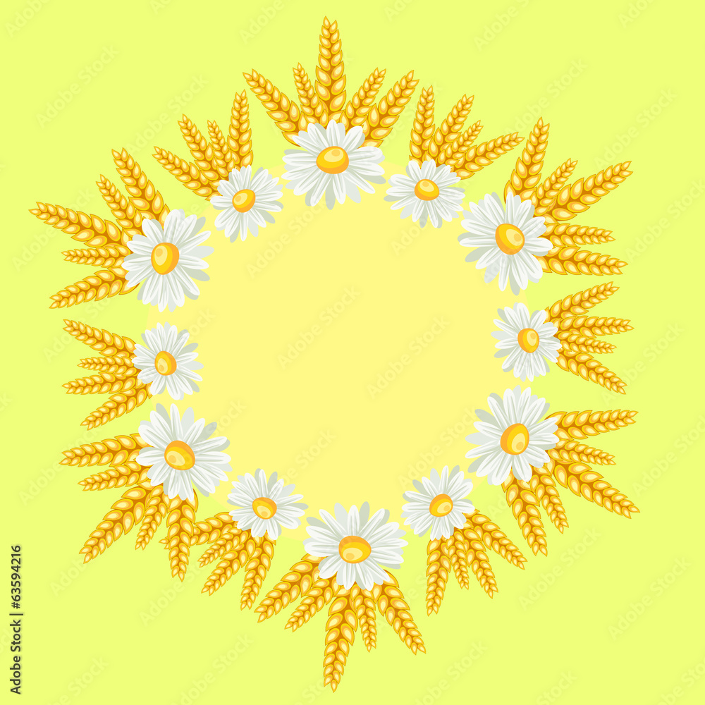 chamomile border chamomile border