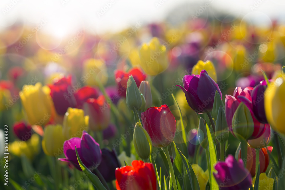 Naklejka premium Pole Kolorowi Tulipany w Kwiacie