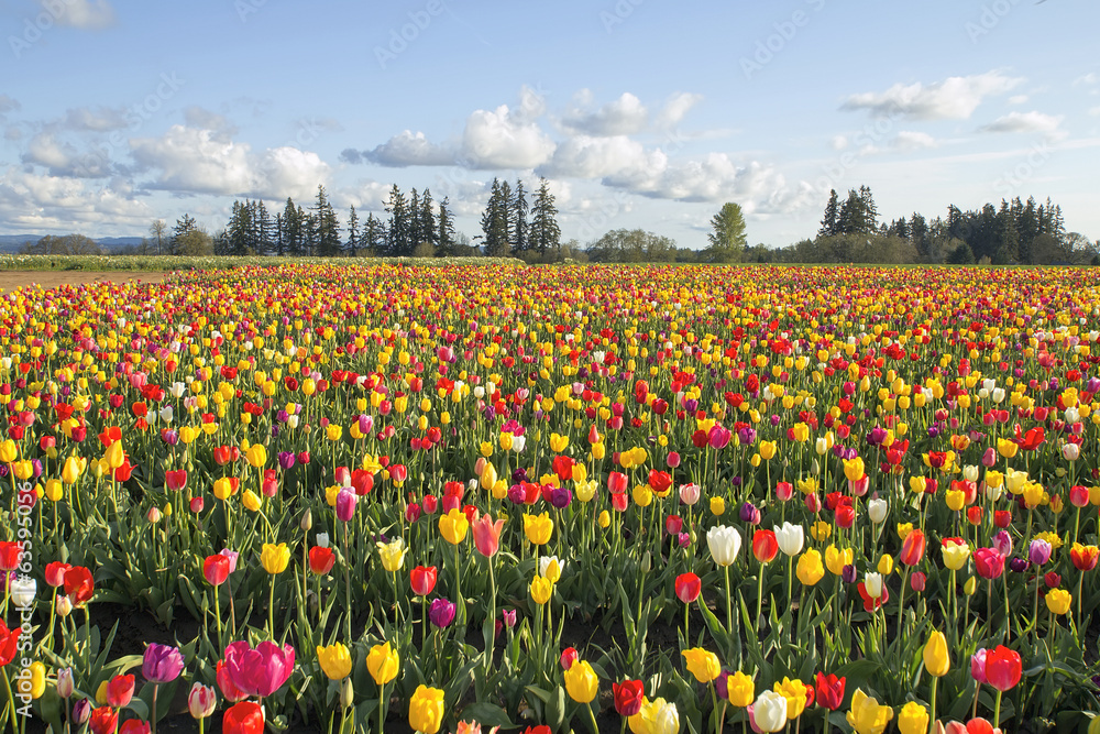 Fototapeta premium Field of Colorful Tulips Landscape