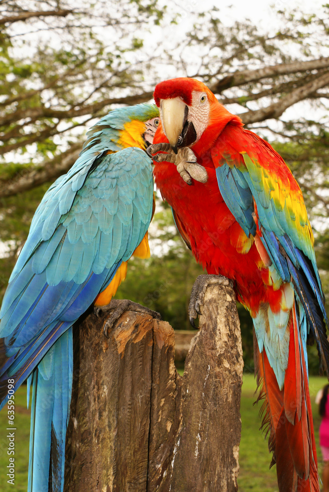 Blue and yellow macaw parrot sitting on hand