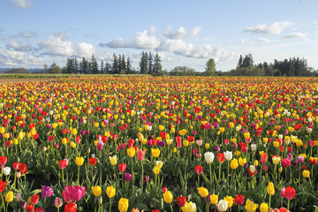 Wandcirkels Lente Tulpenveld in vrolijke kleuren  © jpldesigns