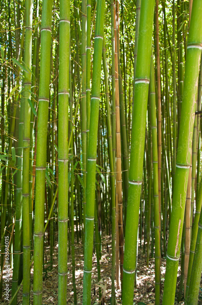 Bamboo grove Bamboo grove