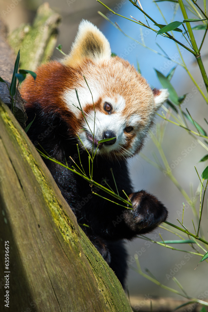 Obraz premium Red Panda