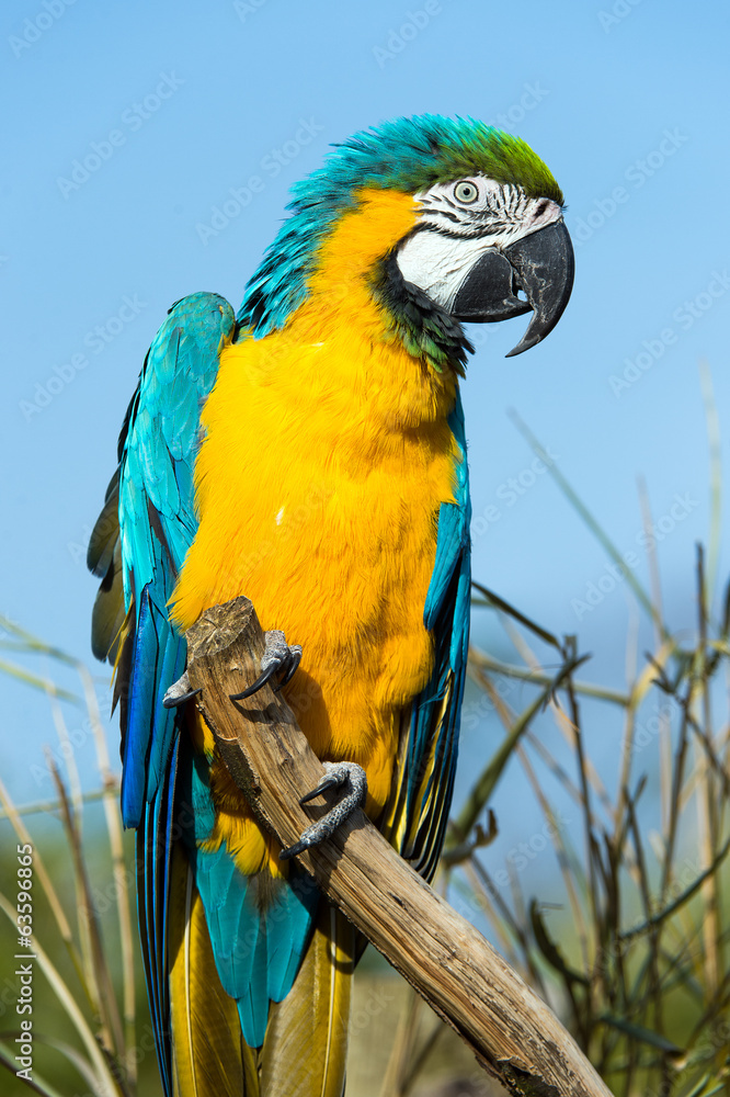Fototapeta premium Macaw Parrot