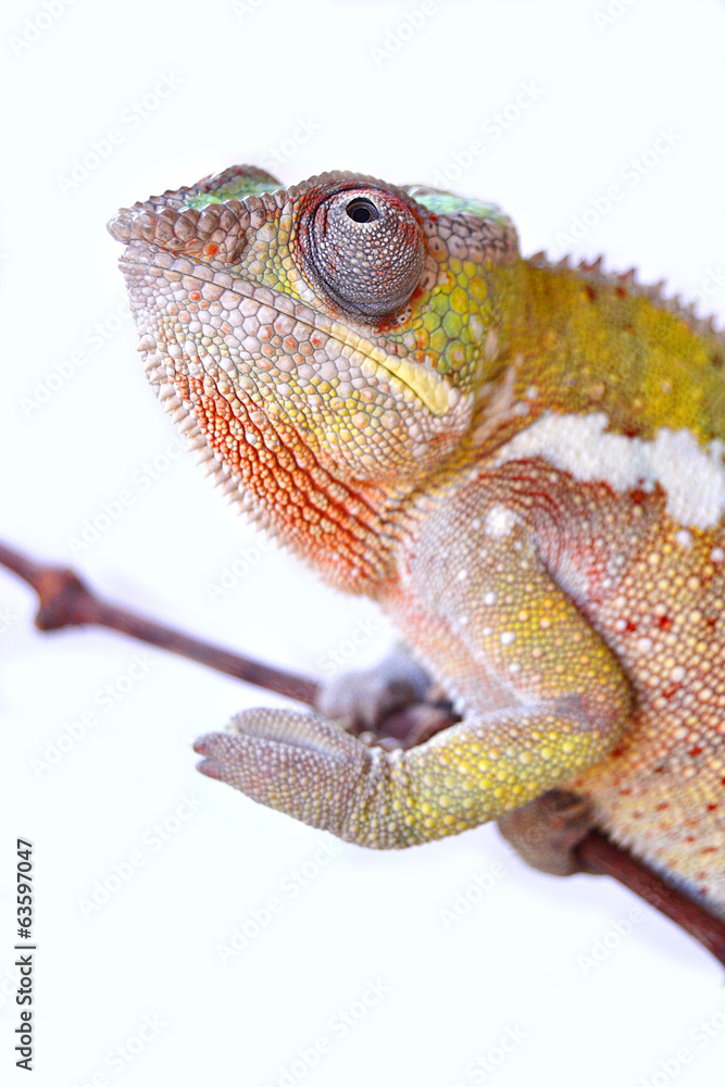 Fototapeta premium Panther Chameleon