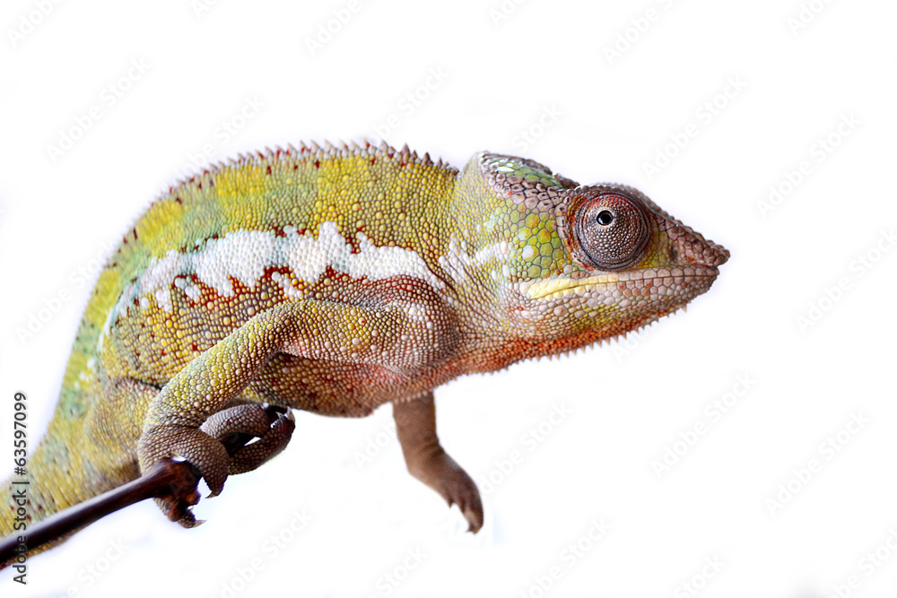 Obraz premium PantherChameleon
