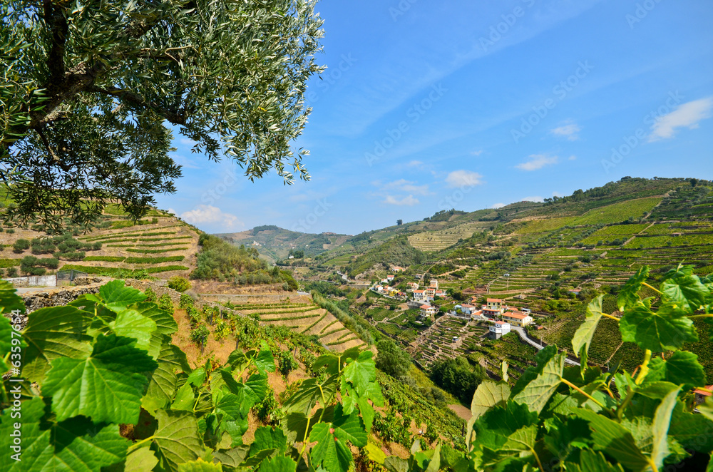 Weinterrassen und Olivenbäume Peso da Regua Rio Douro Portugal