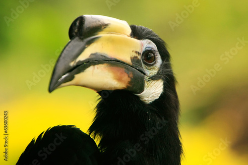 Oriental Pied Hornbill  Sepilok  Borneo  Malaysia