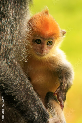 Young baby of Silvered leaf monkey, Sepilok, Borneo, Malaysia