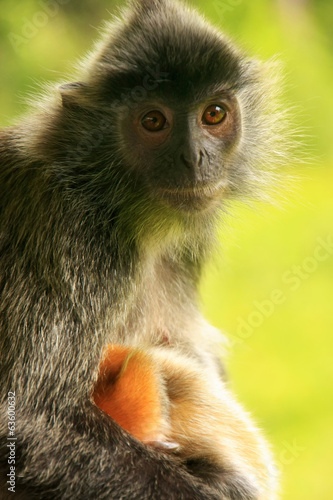 Silvered leaf monkey with a young baby  Borneo  Malaysia