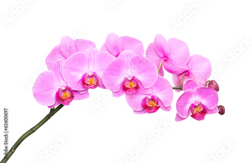 Fototapeta Naklejka Na Ścianę i Meble -  Pink orchid on a white background