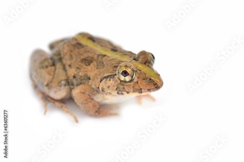 Common jungle frog