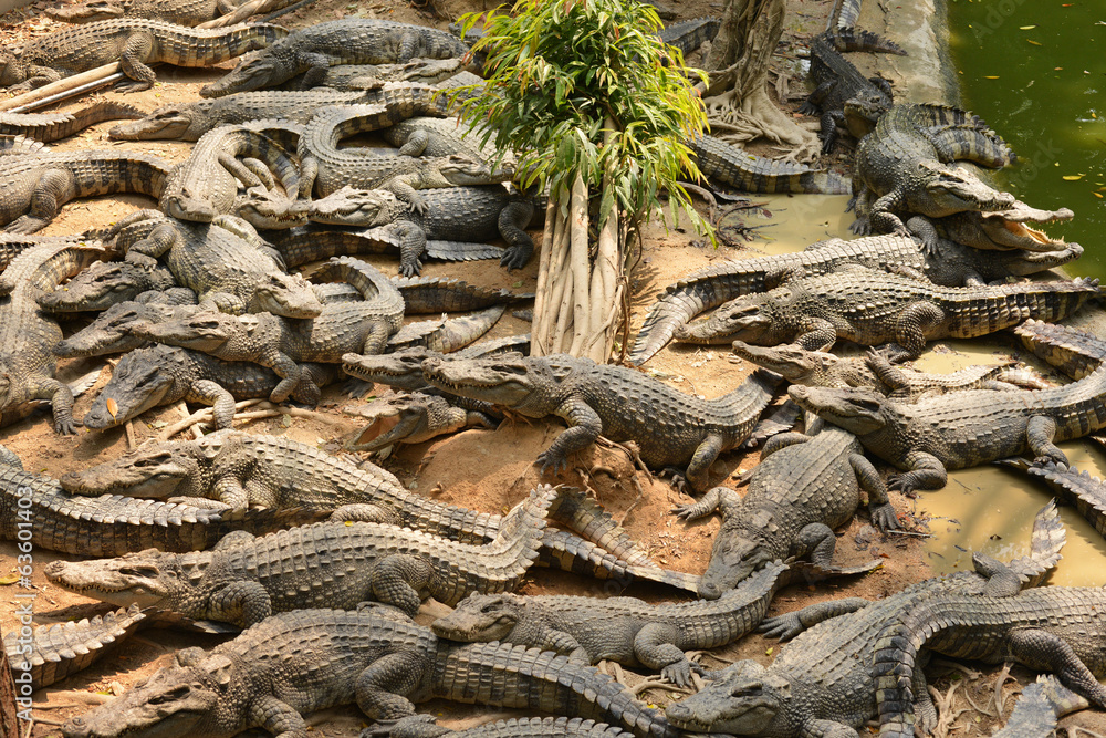 Fototapeta premium Crocodile,