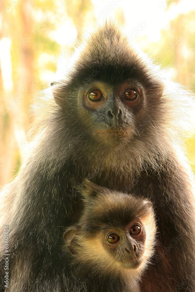 Silvered leaf monkey with a baby, Borneo, Malaysia Silvered leaf monkey with a baby, Borneo, Malaysia