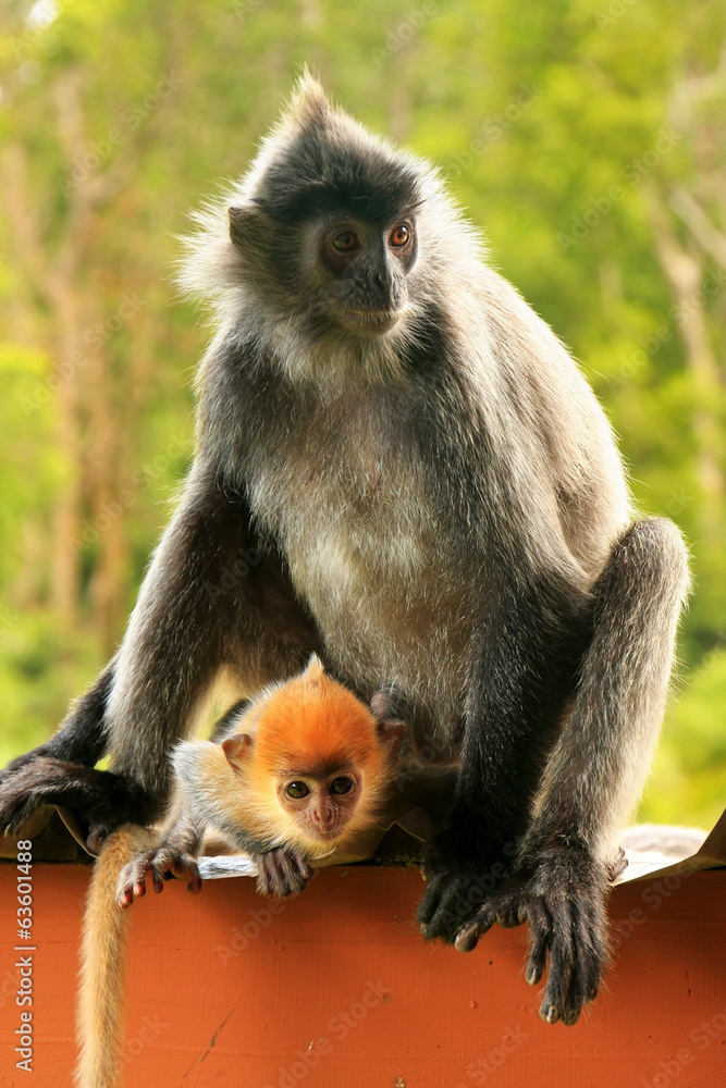 Fototapeta premium Silvered leaf monkey with a young baby, Borneo, Malaysia