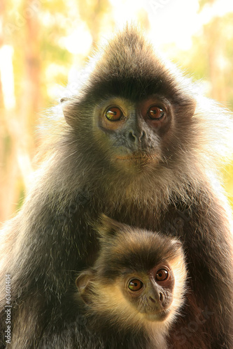 Silvered leaf monkey with a baby  Borneo  Malaysia