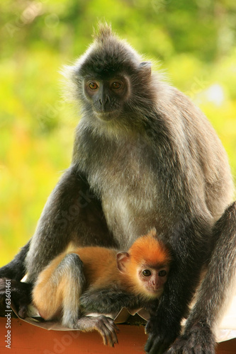 Silvered leaf monkey with a young baby  Borneo  Malaysia