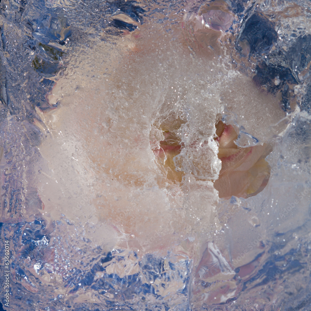 Fototapeta premium icy plants