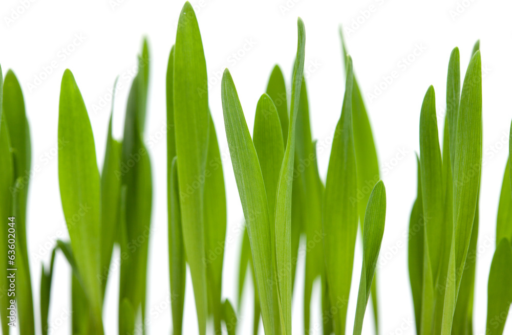Fototapeta premium bright green grass