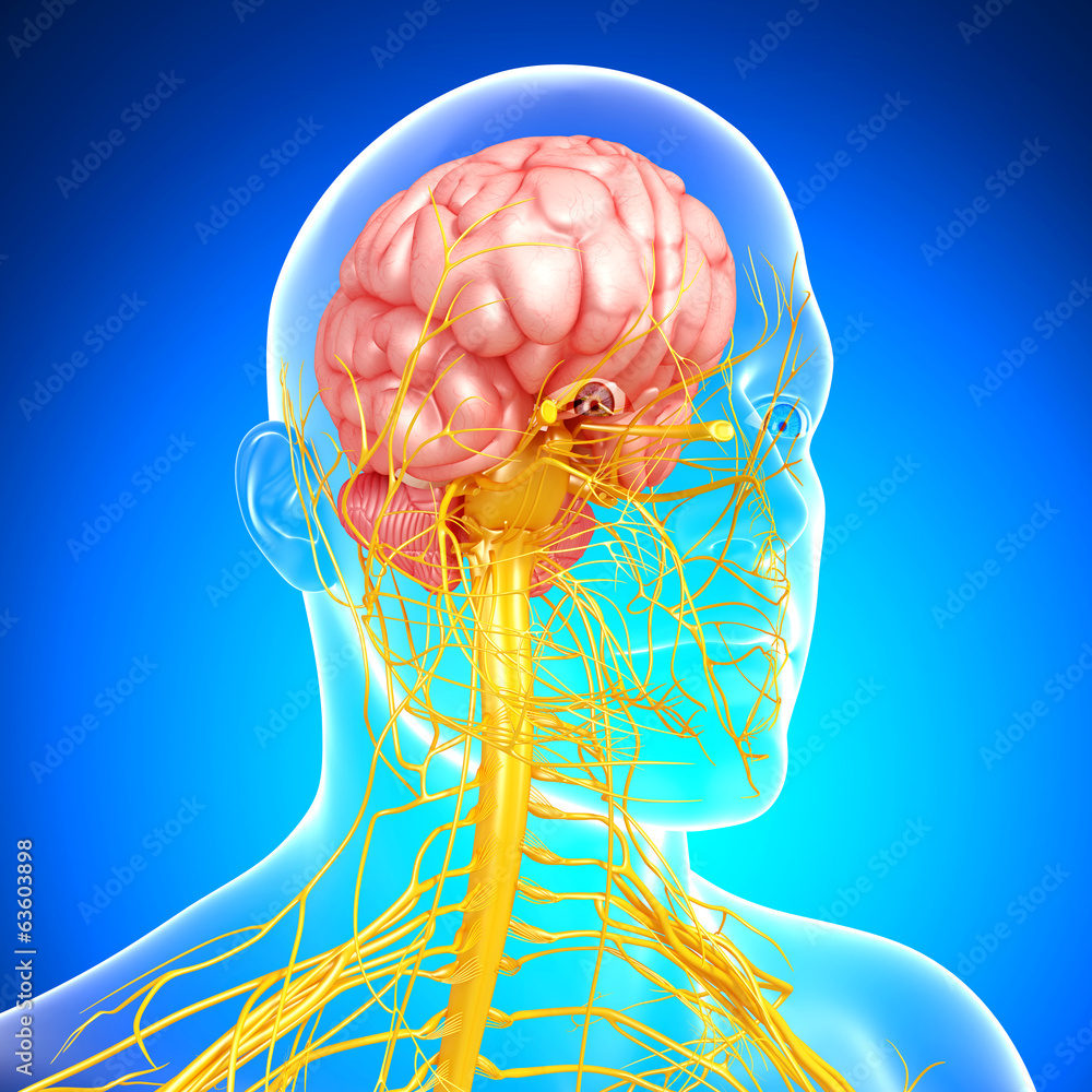 Anatomy Of Human Brain With Nervous System And Medulla Oblongata Stock