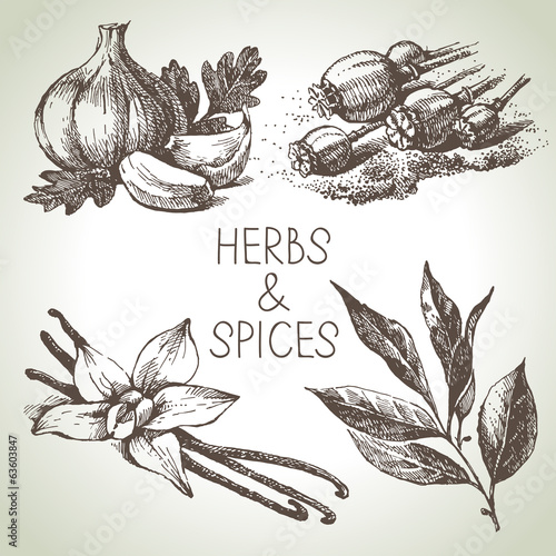 Kitchen herbs and spices. Hand drawn sketch design elements