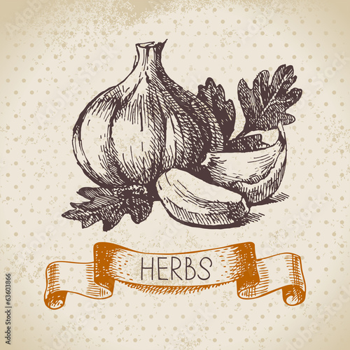 Kitchen herbs and spices. Vintage background with hand drawn
