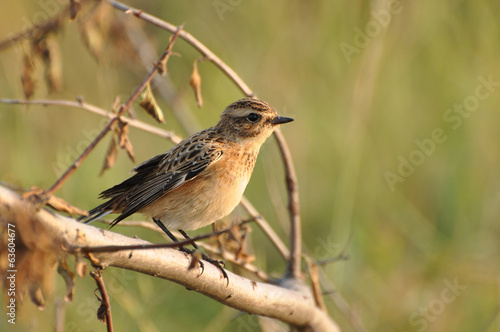 Whinchat, Saxicola rubetra